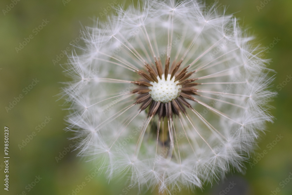 Fototapeta premium dandelion head
