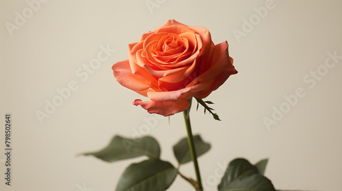 Single Orange Rose with Leaves on a Neutral Background
