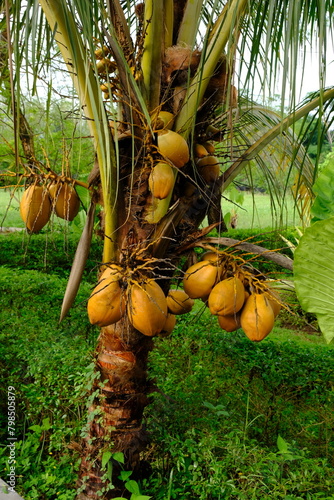 ivory coconut is a type of coconut tree whose fruit is ivory yellow, trunked not too high, and is commonly used as an ornamental plant. this tree grows in the tropics. Cocos nucifera L. Kelapa Gading