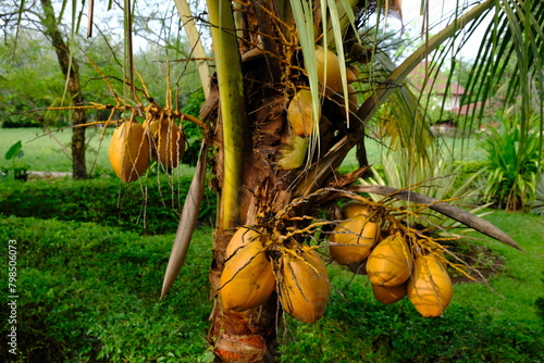 ivory coconut is a type of coconut tree whose fruit is ivory yellow, trunked not too high, and is commonly used as an ornamental plant. this tree grows in the tropics. Cocos nucifera L. Kelapa Gading