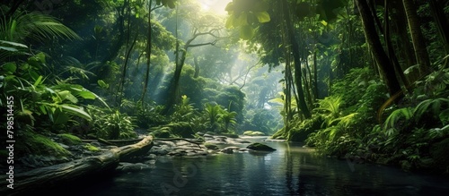 Asian tropical rainforest