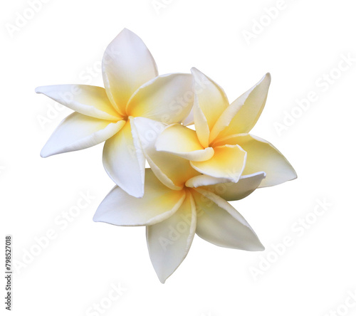 Plumeria or Frangipani or Temple tree flower. Close up white-yellow plumeria flowers bouquet isolated on transparent background.	