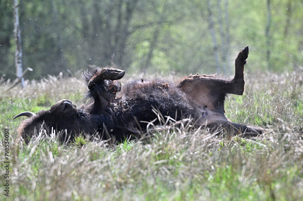 American bison taking dust bath