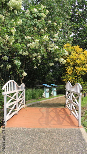 garden flower outdoor nature photography