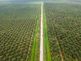 Aerial view of a road in the middle of an oil palm plantation in Southeast Asia. plantation palm oil sawit.
