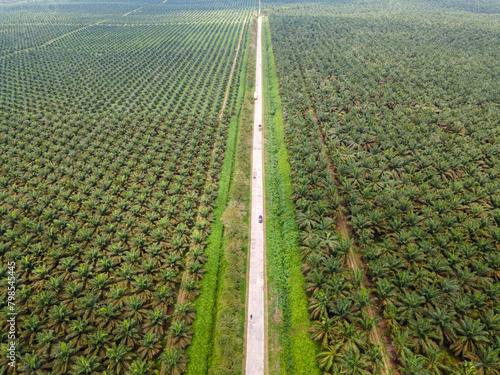 Aerial view of a road in the middle of an oil palm plantation in Southeast Asia. plantation palm oil sawit.
 photo