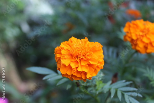 orange flower was blooming nature garden photography
