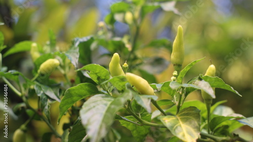 little chili tree nature photography