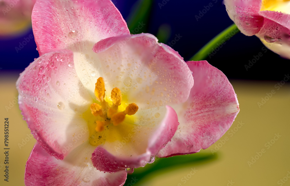 Fototapeta premium Pink tulips flower