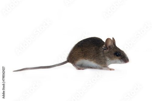 Theriology and deratization. Wild forest and field mice (Apodemus and Arvicolinae) as pests of agriculture and household. Isolated Wood mouse (Apodemus sylvaticus) shooting from different angles