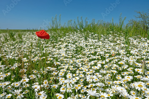 Chamomile and poppies as field weed, chamomile aspect photo