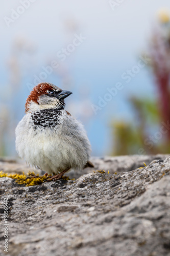 Sparrow on the ground. House sparrow perching on rock in spring.