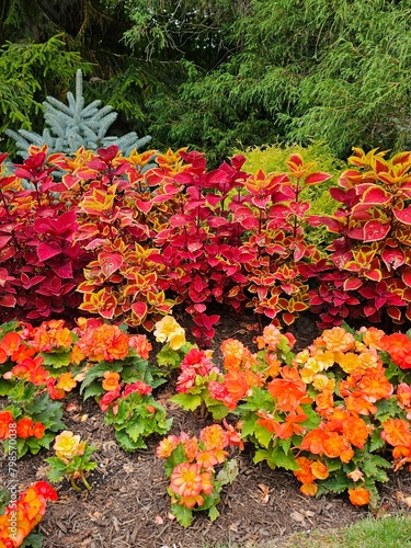 red and yellow leaves