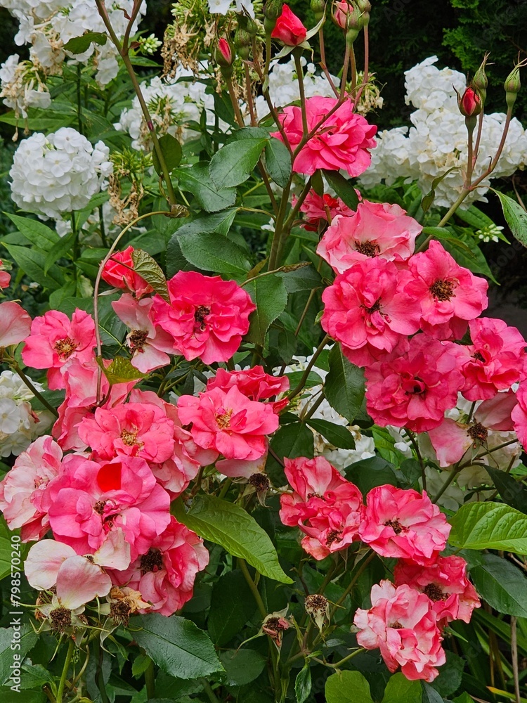 pink flowers in a garden pink flowers in a garden