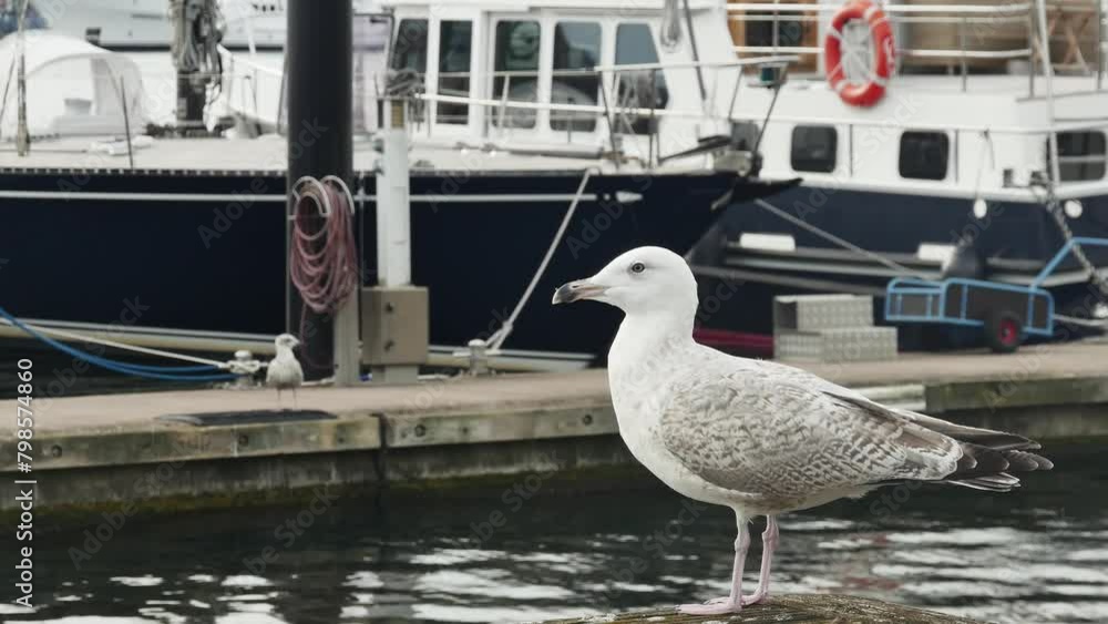 a young seagull flies away from the pier against the backdrop of moored yachts