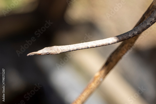 Kopf und Vorderkörper einer Madagaskar-Blattnasennatter in der Seitenansicht