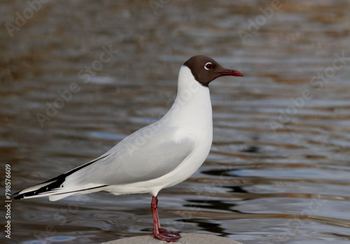 Canvas Print Black-headed gull