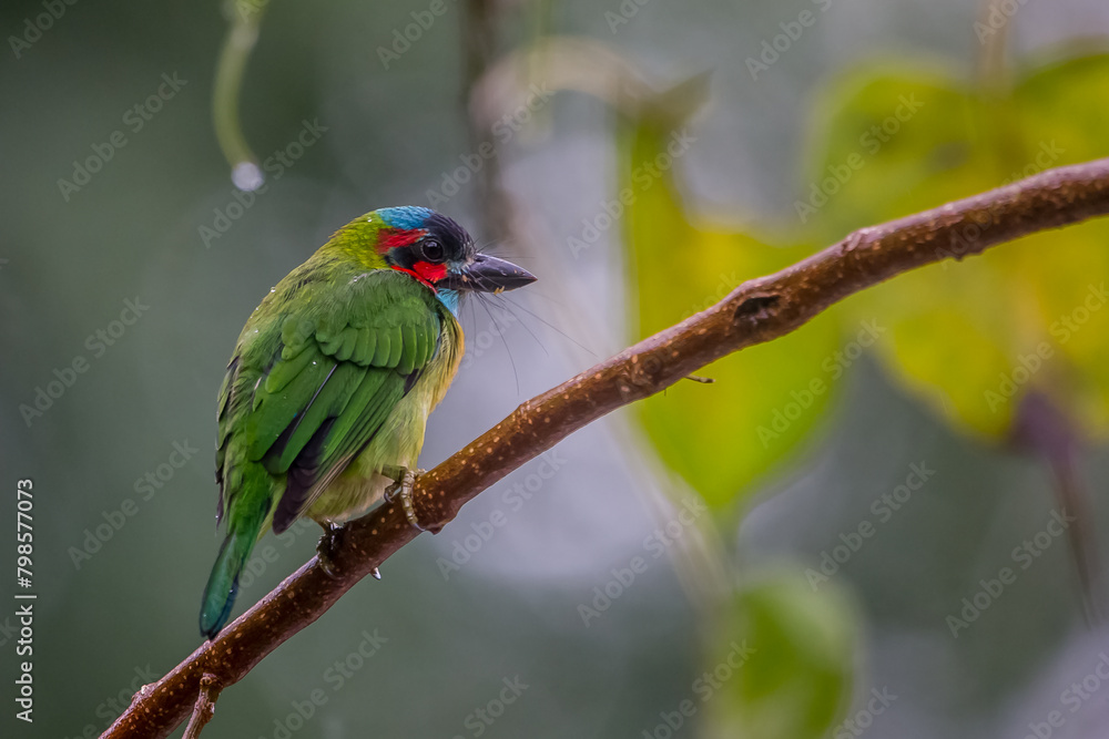 Blue-eared Barbet (Psilopogon duvaucelii ) launching off from tree branch in thick tropical rainforest in namtok saikhao National Park Thailand, Asia.video Blue-eared Barbet (Psilopogon duvaucelii ) launching off from tree branch in thick tropical rainforest in namtok saikhao National Park Thailand, Asia.video