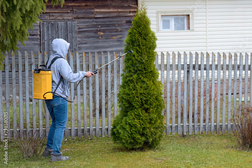 A woman sprays a thuja with disinfectant liquid. Spring treatment of plants against pests. Spray jet.