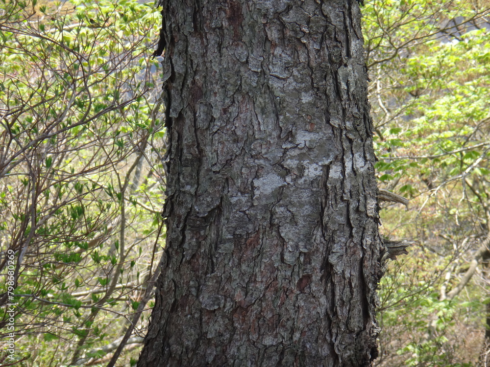 Japanese white pine trunk and bark