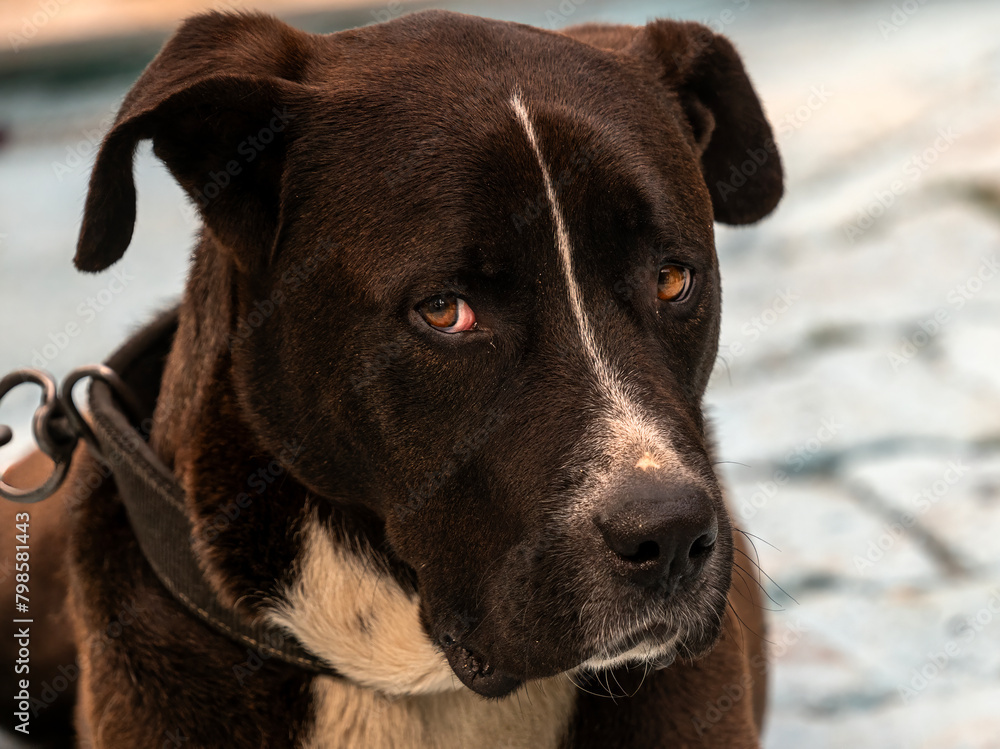 Obraz premium The sad look of the chained Pitt bull dog