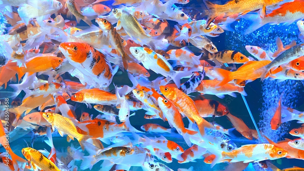 A lively underwater scene with colorful koi fish swimming in a fish tank.