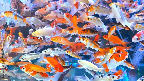 A lively underwater scene with colorful koi fish swimming in a fish tank.