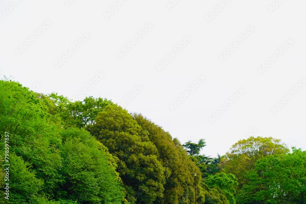 Obraz premium 公園の新緑