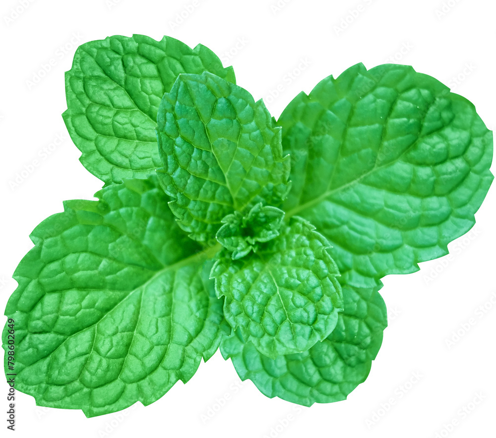 mint leaves isolated on white background mint leaves isolated on white background