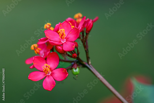 Red Jatropha Integerrima flowers. Tiny red flowers, Peregrina pink flowers, bunga gambir. Macro photography, Beauty in nature photo