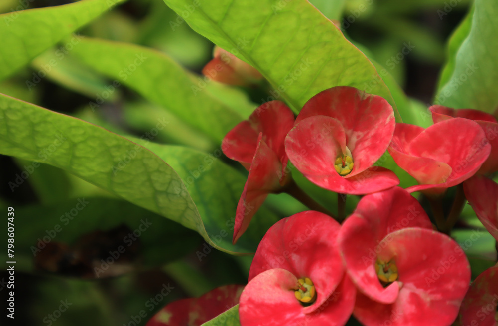 Creative layout made of pink flowers and green leaves. Natural concept Creative layout made of pink flowers and green leaves. Natural concept