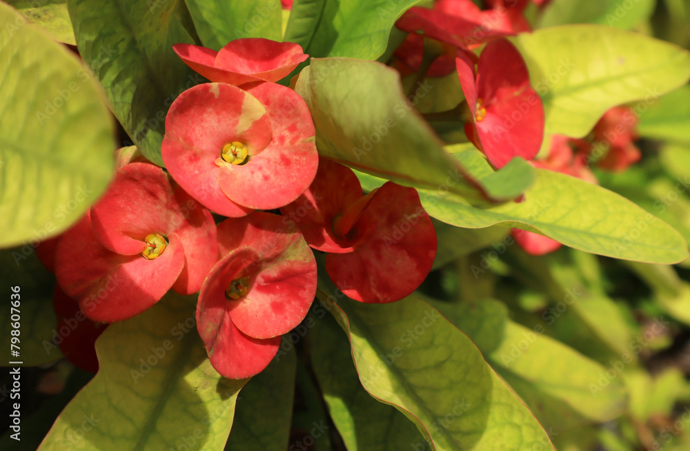 Creative layout made of pink flowers and green leaves. Natural concept Creative layout made of pink flowers and green leaves. Natural concept