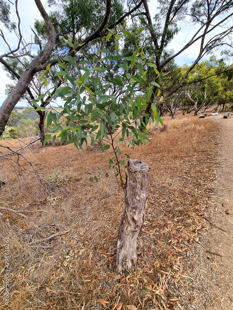 New green eucalyptus branch on an old dead tree trunk, symbol of the power of life New green eucalyptus branch on an old dead tree trunk, symbol of the power of life