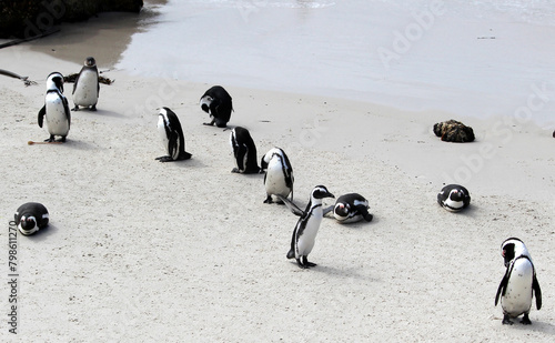 Jackass or Black-footed penguin (Spheniscus demersus) enjoying sunlight on Boulders Beach in Cape Town : (pix Sanjiv Shukla)