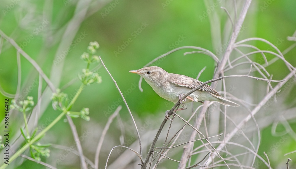 Naklejka premium Eastern Olivaceous Warbler (Iduna pallida) is a summer migrant. It breeds in suitable habitats in Turkey and migrates south in autumn. It lives in Asia, Europe and Africa.