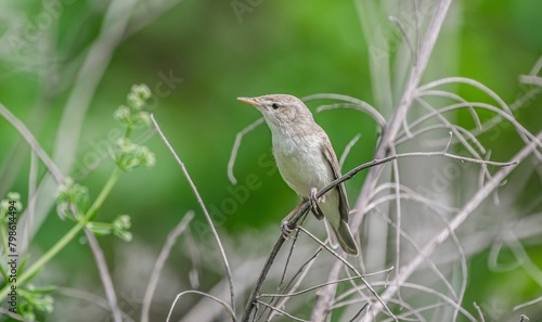 Eastern Olivaceous Warbler (Iduna pallida) is a summer migrant. It breeds in suitable habitats in Turkey and migrates south in autumn. It lives in Asia, Europe and Africa. photo