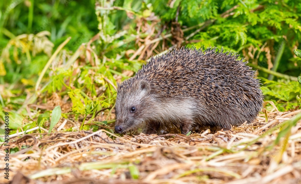 Southern White-breasted Hedgehog (Erinaceus concolor) is common in Europe and Turkey. Mostly bugs, slugs, worms, rarely small mice and snake puppies eat. Southern White-breasted Hedgehog (Erinaceus concolor) is common in Europe and Turkey. Mostly bugs, slugs, worms, rarely small mice and snake puppies eat.
