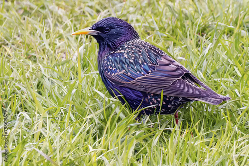 A starling walking on the grass in the park, beautiful black bird feathers shimmering with colors