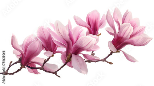 Elegant magnolia branch on white, Springtime background with tender pink magnolia, Pink magnolia flowers in bloom, Delicate magnolia, artistic portrayal, Spring flowers, Flat lay, top view  © sami