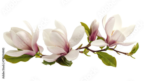 Elegant magnolia branch on white  Springtime background with tender pink magnolia  Pink magnolia flowers in bloom  Delicate magnolia  artistic portrayal  Spring flowers  Flat lay  top view 
