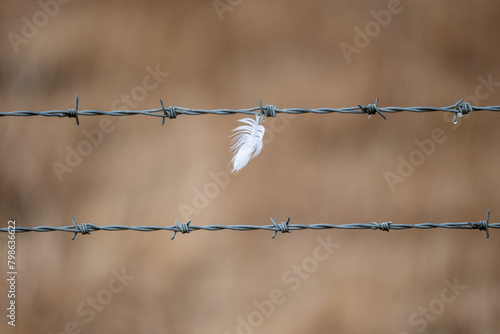 Feather, Southern Iceland
