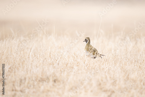Golden Plover, Southern Iceland photo