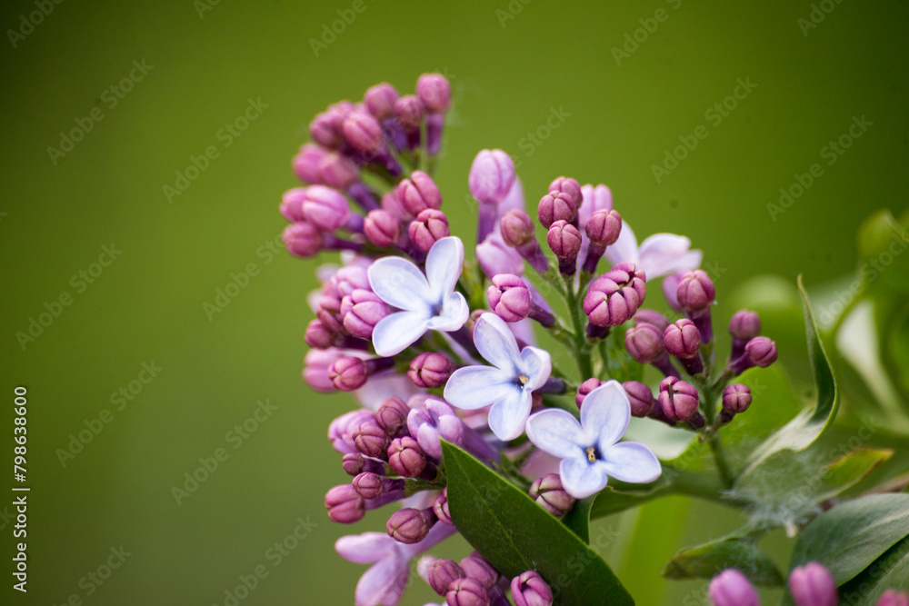 Obraz premium Lilac lowers in spring