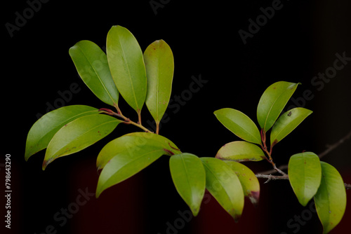 東京赤坂にある氷川神社の美しい新緑