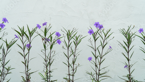 A row of purple flowers in front of a white wall.