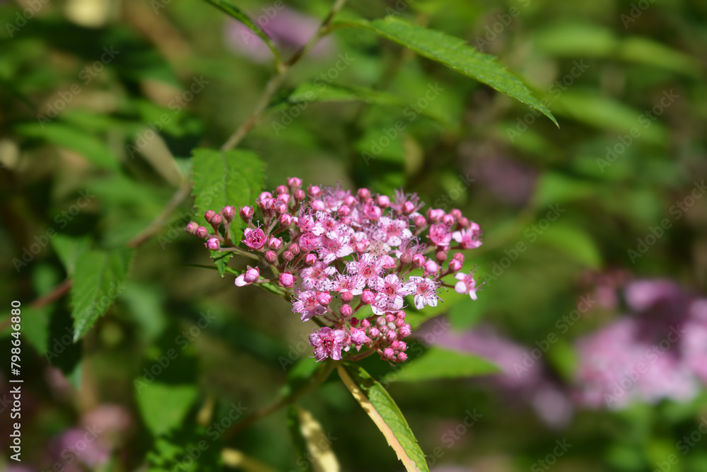 Japanese meadowsweet flowers Japanese meadowsweet flowers