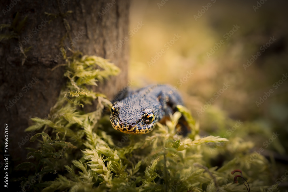 Obraz premium Bergmolch (Ichthyosaura alpestris), versteckt an einem Baum zwischen Farn und Moos