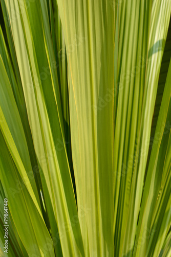 Gymea lily leaves