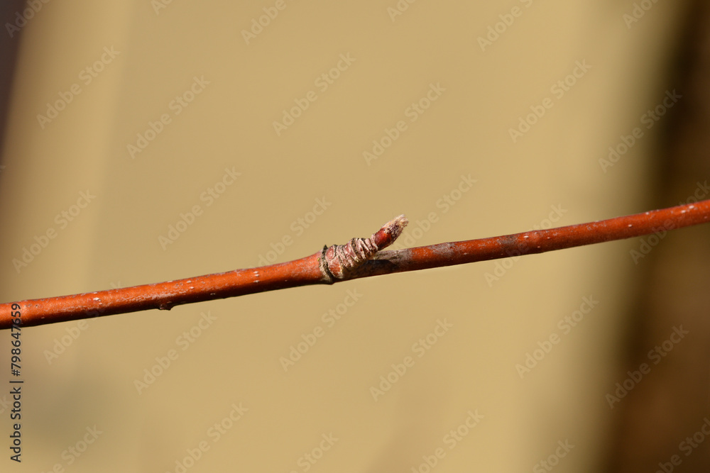 Common mountain ash branch with buds Common mountain ash branch with buds