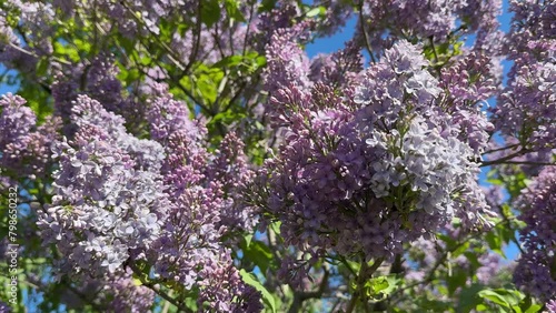 Lilac flowers, panicles of common lilac Syringa vulgaris. photo
